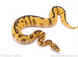 Ultimate Ball Python Care Guide: Expert Tips for Health & Happiness