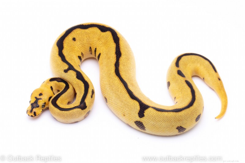 궁극적인 Ball Python 관리 가이드:건강과 행복을 위한 전문가의 팁 