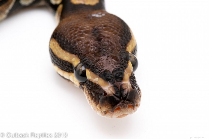 궁극적인 Ball Python 관리 가이드:건강과 행복을 위한 전문가의 팁 