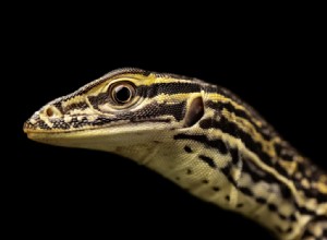 Master Manual Mode: Elevate Your Reptile Photography with Expert Exposure Techniques