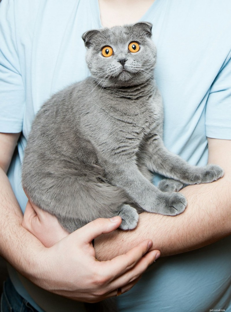 The Curious Case: Why Cats Fear Cucumbers and Bananas