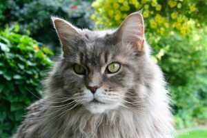 Domestic Shorthair Cats: Traits, Care, and Adoption Guide