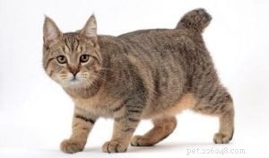 Japanese Bobtail Cats: Complete Breed Profile & Care Guide