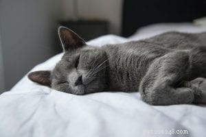 The Russian White Cat: Elegance, History, and Care Guide