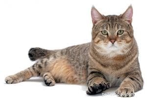 The Toybob Cat: A Comprehensive Breed Guide