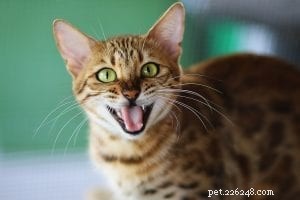 Why Do Cats Sleep Near Your Head? Insights into Comfort, Trust, and Bonding