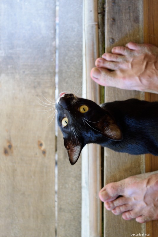 Waarom bijt mijn kat in mijn voeten? 7 belangrijke redenen en hoe u dit kunt stoppen 