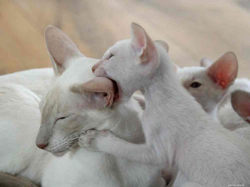 Waarom bijt mijn kat in mijn voeten? 7 belangrijke redenen en hoe u dit kunt stoppen 
