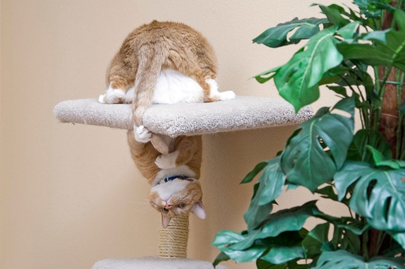 Begrijpen waarom katten hun staarten achtervolgen:4 inzichtelijke redenen die verder gaan dan spelen 