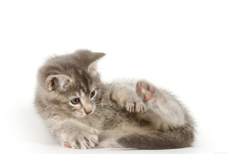 Begrijpen waarom katten hun staarten achtervolgen:4 inzichtelijke redenen die verder gaan dan spelen 