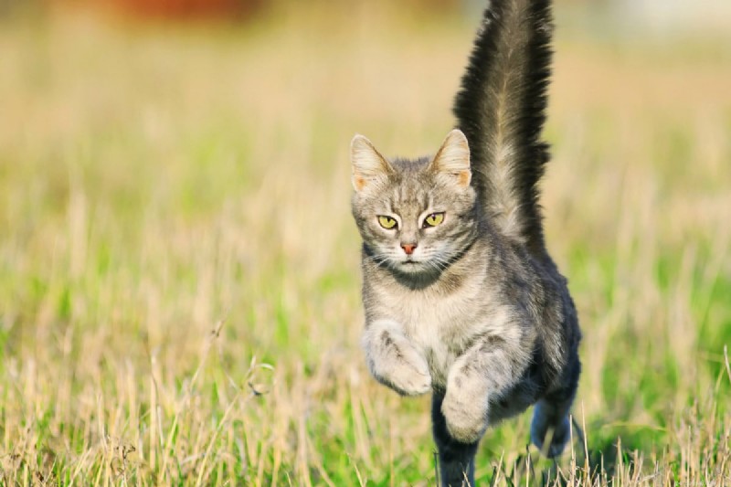 Begrijpen waarom katten hun staarten achtervolgen:4 inzichtelijke redenen die verder gaan dan spelen 