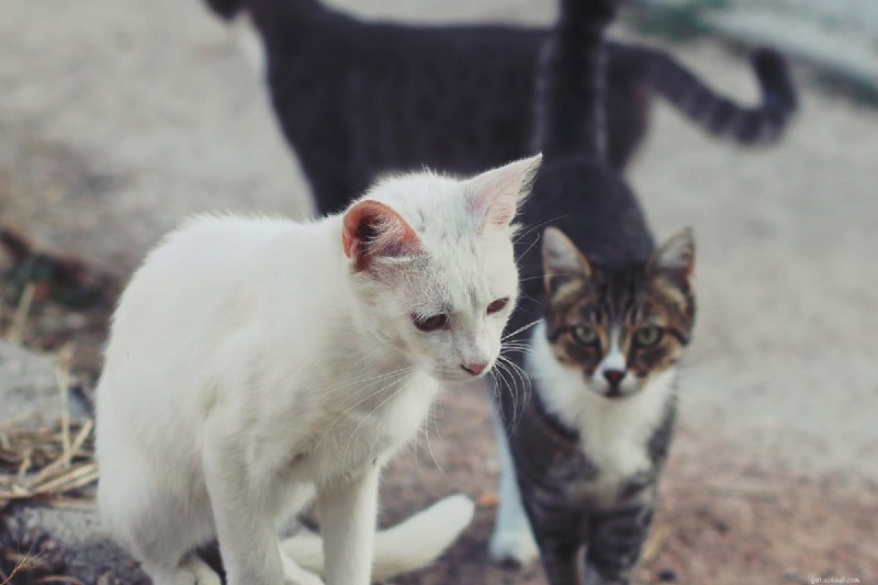Begrijpen waarom katten hun staarten achtervolgen:4 inzichtelijke redenen die verder gaan dan spelen 