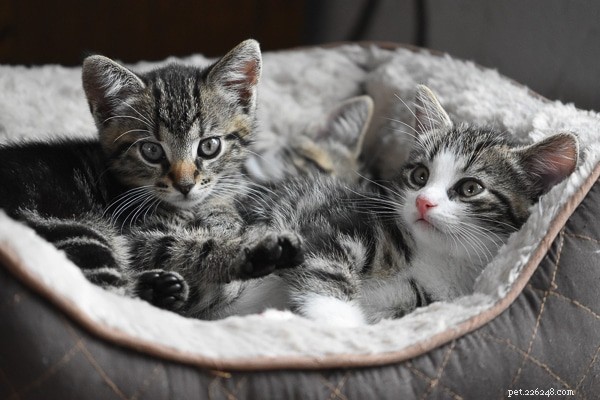 Begrijpen waarom katten hun staarten achtervolgen:4 inzichtelijke redenen die verder gaan dan spelen 