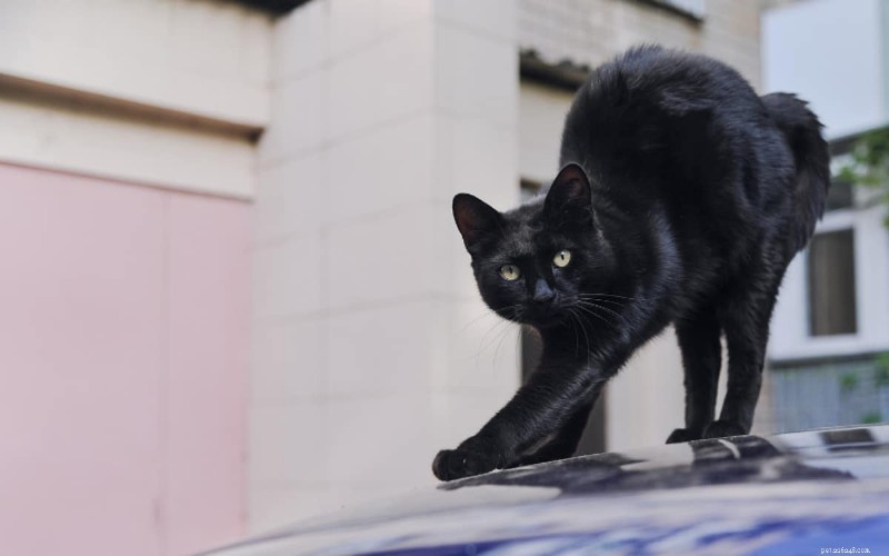 6 belangrijke redenen waarom katten hun rug krommen (en wat het betekent) 
