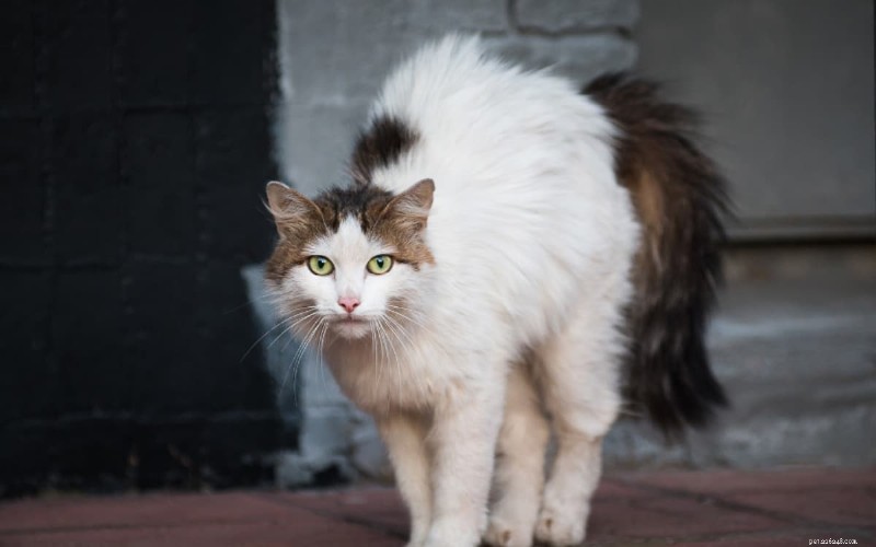 6 belangrijke redenen waarom katten hun rug krommen (en wat het betekent) 