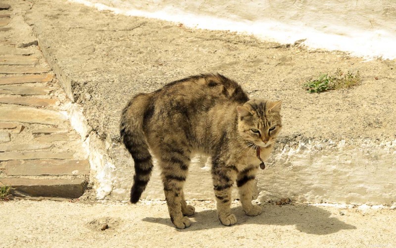 6 belangrijke redenen waarom katten hun rug krommen (en wat het betekent) 
