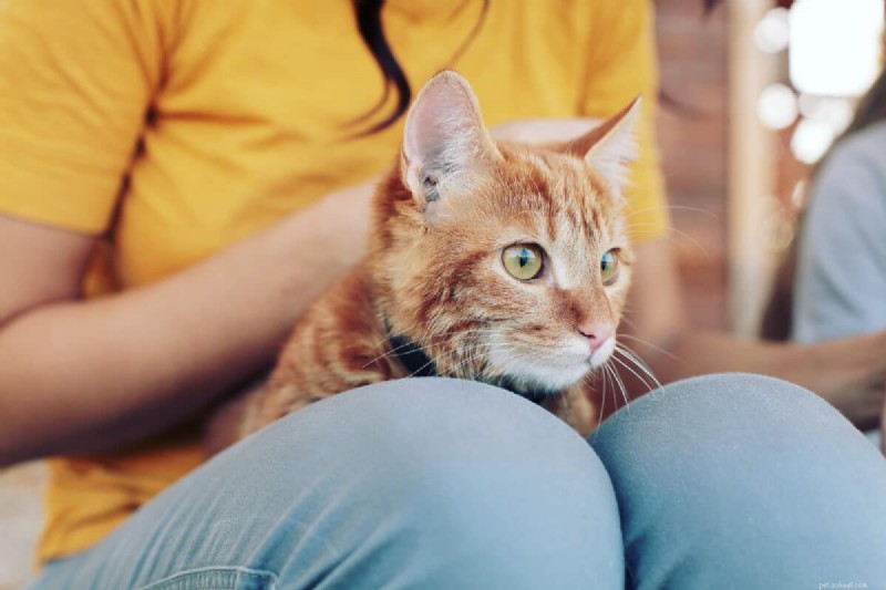 6 belangrijke redenen waarom katten hun rug krommen (en wat het betekent) 