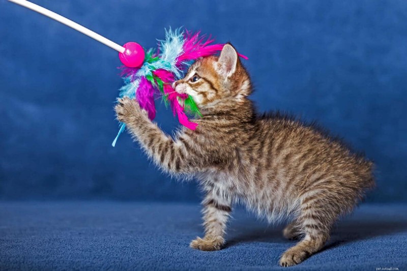 Oväntade kattattacker förklaras:8 vanliga orsaker och hur man kan förhindra dem 