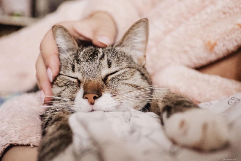 Por que seu gato não ronrona:6 causas comuns explicadas 