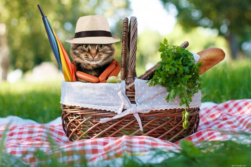 Por que seu gato não ronrona:6 causas comuns explicadas 