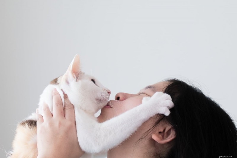 Por que os gatos lambem seu nariz? 13 razões surpreendentes explicadas 