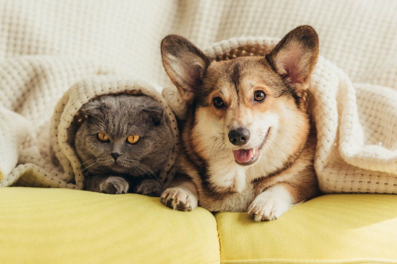 Por que os gatos amassam e mordem cobertores:5 razões principais explicadas 