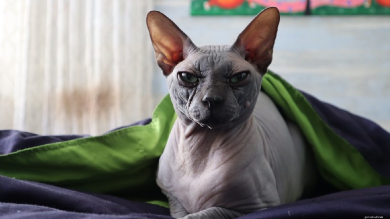 Por que os gatos amassam e mordem cobertores:5 razões principais explicadas 