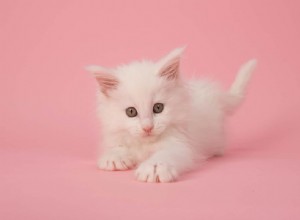 Identify Your Maine Coon Kitten: 7 Essential Traits Every Owner Should Know