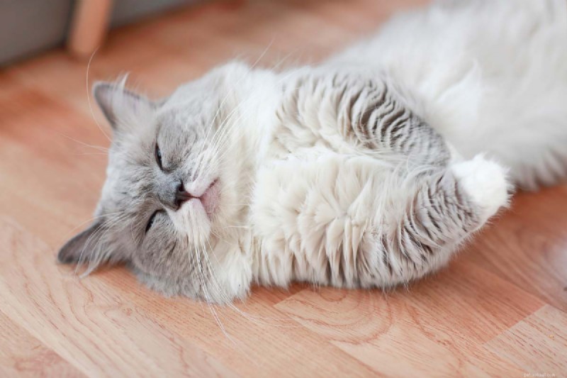 9 positions essentielles pour dormir chez les chats qui signalent une maladie – Un guide pour les propriétaires 