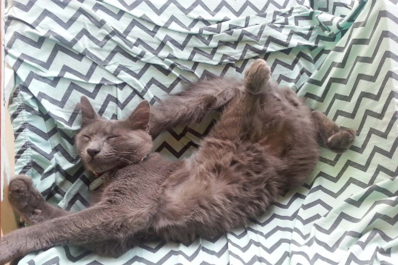 9 positions essentielles pour dormir chez les chats qui signalent une maladie – Un guide pour les propriétaires 