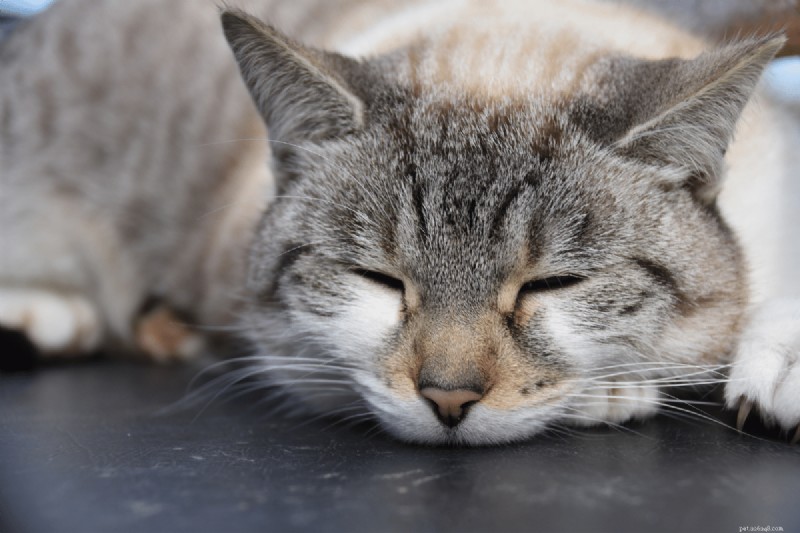 9 positions essentielles pour dormir chez les chats qui signalent une maladie – Un guide pour les propriétaires 