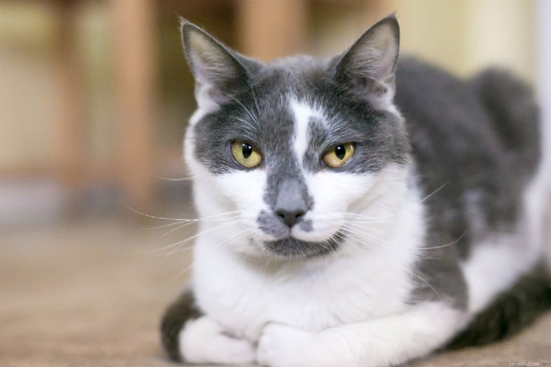 9 positions essentielles pour dormir chez les chats qui signalent une maladie – Un guide pour les propriétaires 