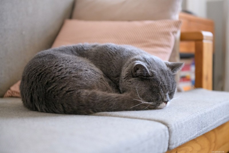 9 positions essentielles pour dormir chez les chats qui signalent une maladie – Un guide pour les propriétaires 