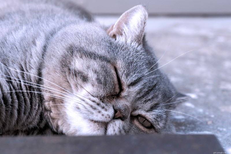9 positions essentielles pour dormir chez les chats qui signalent une maladie – Un guide pour les propriétaires 