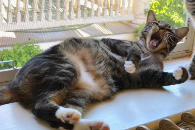 9 positions essentielles pour dormir chez les chats qui signalent une maladie – Un guide pour les propriétaires 