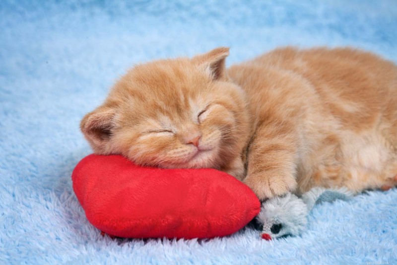 9 positions essentielles pour dormir chez les chats qui signalent une maladie – Un guide pour les propriétaires 