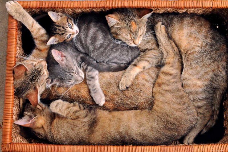 9 positions essentielles pour dormir chez les chats qui signalent une maladie – Un guide pour les propriétaires 