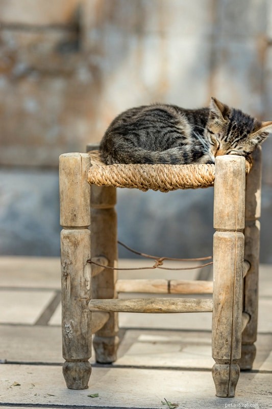 9 positions essentielles pour dormir chez les chats qui signalent une maladie – Un guide pour les propriétaires 