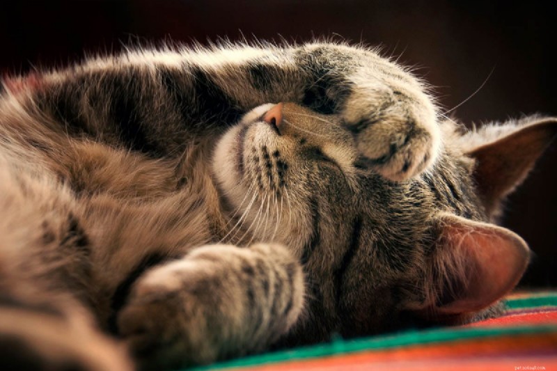 9 positions essentielles pour dormir chez les chats qui signalent une maladie – Un guide pour les propriétaires 