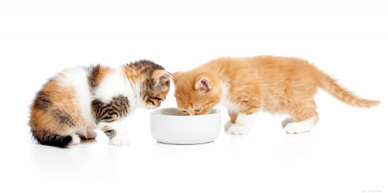 9 positions essentielles pour dormir chez les chats qui signalent une maladie – Un guide pour les propriétaires 
