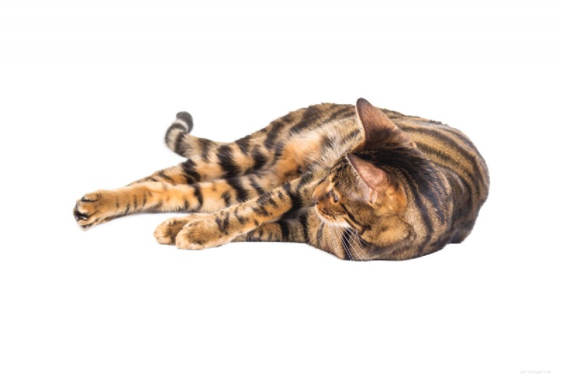 9 positions essentielles pour dormir chez les chats qui signalent une maladie – Un guide pour les propriétaires 