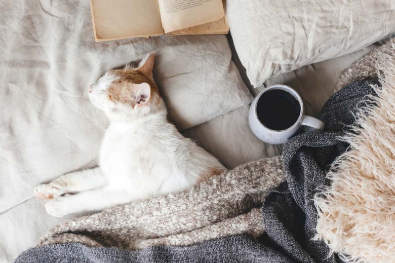 9 positions essentielles pour dormir chez les chats qui signalent une maladie – Un guide pour les propriétaires 