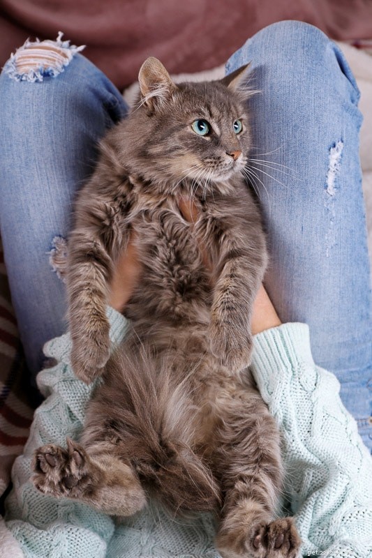 12 raisons prouvées pour lesquelles les chats adorent dormir sur vos jambes 