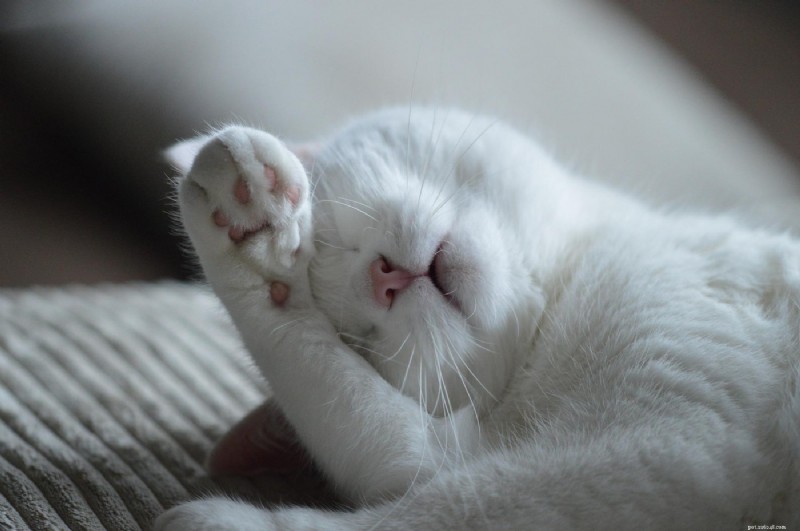 8 raisons d experts pour lesquelles les chats se couvrent le visage pendant leur sommeil 