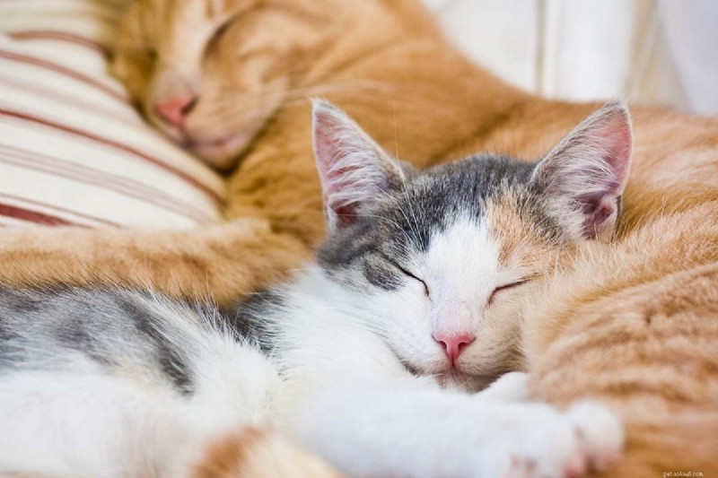 8 raisons d experts pour lesquelles les chats se couvrent le visage pendant leur sommeil 