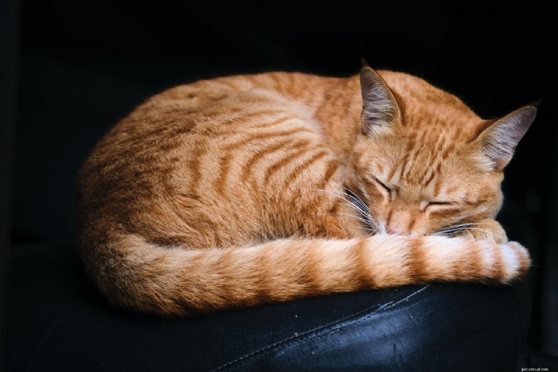 8 raisons d experts pour lesquelles les chats se couvrent le visage pendant leur sommeil 
