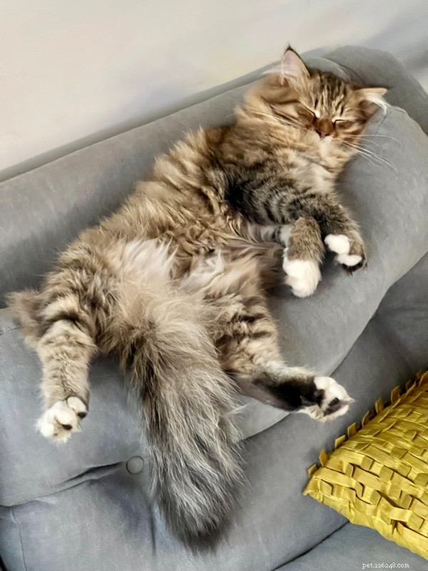 8 raisons d experts pour lesquelles les chats se couvrent le visage pendant leur sommeil 