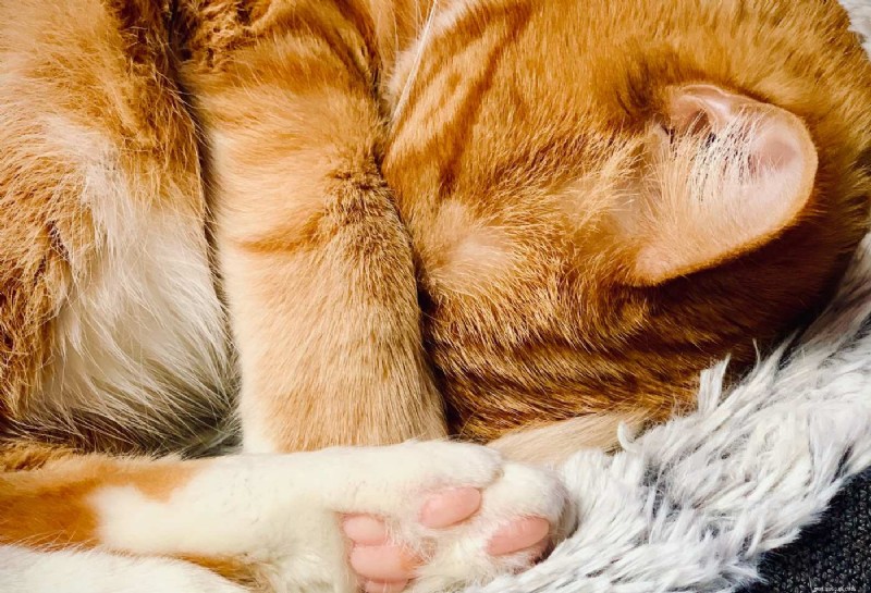 8 raisons d experts pour lesquelles les chats se couvrent le visage pendant leur sommeil 