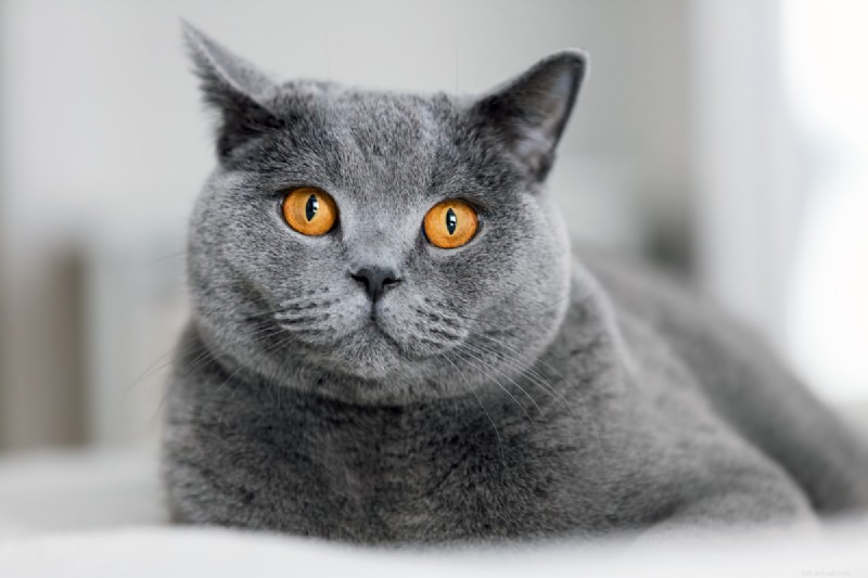 Quelle est la durée de la mémoire d’un chat ? Tout ce que vous devez savoir 