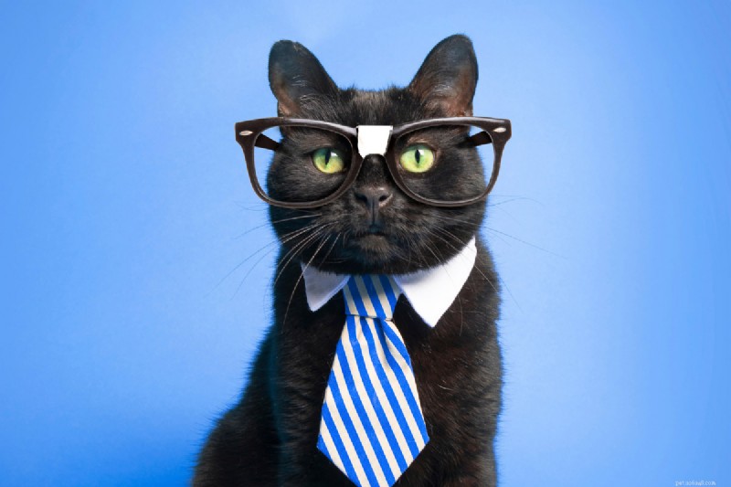 Quelle est la durée de la mémoire d’un chat ? Tout ce que vous devez savoir 